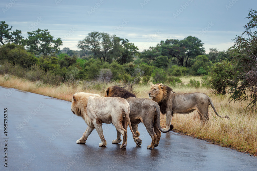 Fototapeta premium White African lion male with two brothers walking on safari road under rain in Greater Kruger National park, South Africa ; Specie Panthera leo family of Felidae