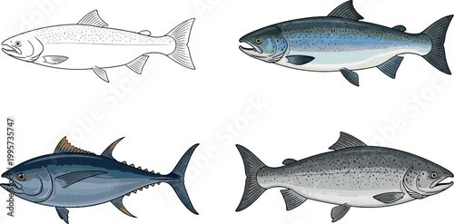 Fish Illustration Vector Set with Salmon Tuna and Detailed Marine Species for Seafood Design, Fishing Graphics, and Ocean Wildlife Collection
