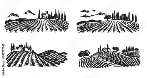 Vineyard landscape, Sketch, hand drawn illustrations.	
