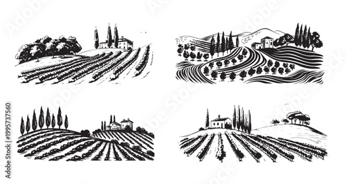 Vineyard landscape, Sketch, hand drawn illustrations.	
