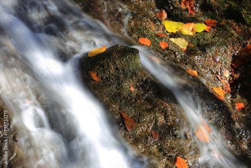 Autumn leaves float on a mossy rock beside a flowing stream