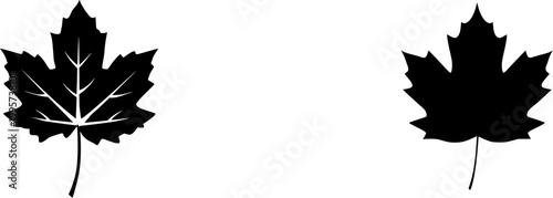 A vivid, photorealistic macro of an autumnal Sugar Maple leaf transitions from yellow to fiery orange and red, isolated against a pristine white background