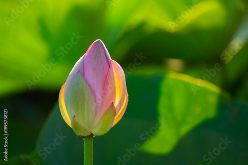 Blooming pink lotus with morning dew at sunrise. Beautiful summer nature.