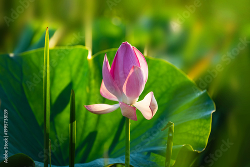 Blooming pink lotus with morning dew at sunrise. Beautiful summer nature.