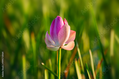 Blooming pink lotus with morning dew at sunrise. Beautiful summer nature.