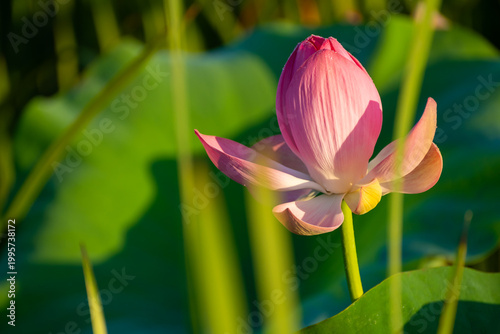 Blooming pink lotus with morning dew at sunrise. Beautiful summer nature.