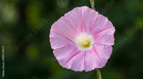 Fényképezés Pink bindweed flower with dew drops on petals