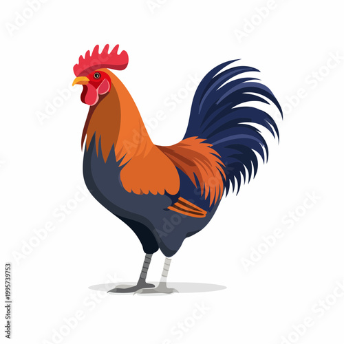 Illustration of a Rooster