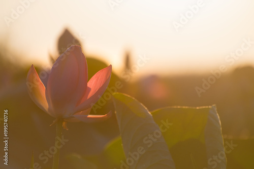 Blooming pink lotus with morning dew at sunrise. Beautiful summer nature. Pink sky in the background.