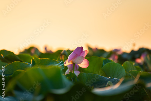 Blooming pink lotus with morning dew at sunrise. Beautiful summer nature.