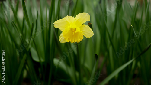 Blooming narcissus in the spring garden