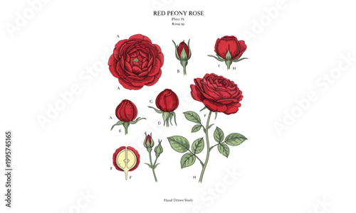 Red Peony Rose Botanical Study Plate Hand Drawn Illustration