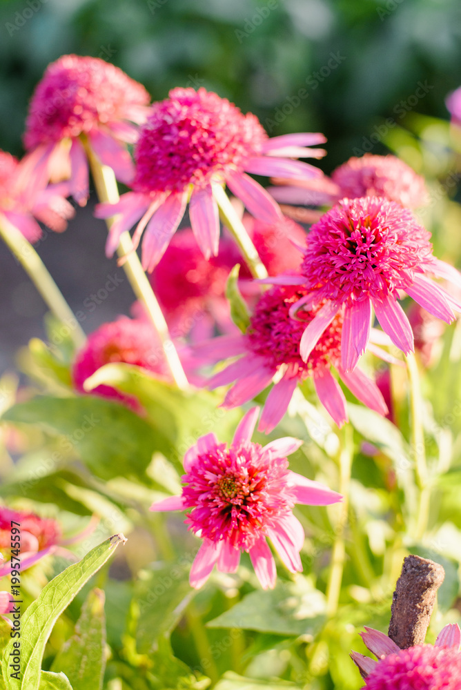 Fototapeta premium Double Bloom Razzmatazz Echinacea Flower In Summer Light