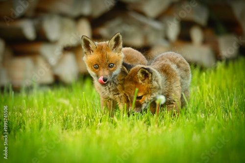 Zwei Fuchswelben, Fuchs babys sitzen vor Ihrem Bau und kuscheln, lieben sich, spielen