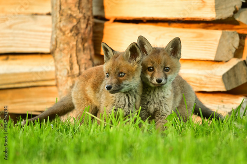 Zwei Fuchswelben, Fuchs babys sitzen vor Ihrem Bau und kuscheln, lieben sich 