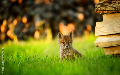 Baby Fuchs, Jungfuchs sitzt im Gras im Sonnenuntergang