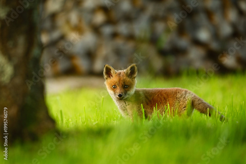 Baby Fuchs, Jungfuchs sitzt im Gras