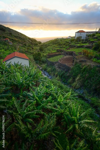 Landschaft auf Madeira mit Plantagen und Palmen 