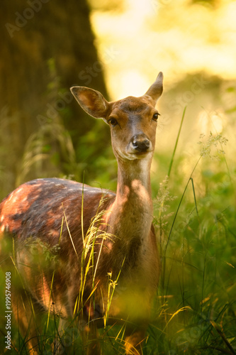 Dammhirsch Kuh, Reh im Sonnenuntergang in einer hohen Wiese im Wald