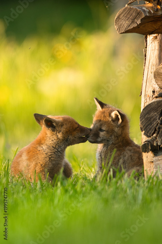 Zwei Fuchswelpen, Fuchs Babys spielen süß und lieben sich