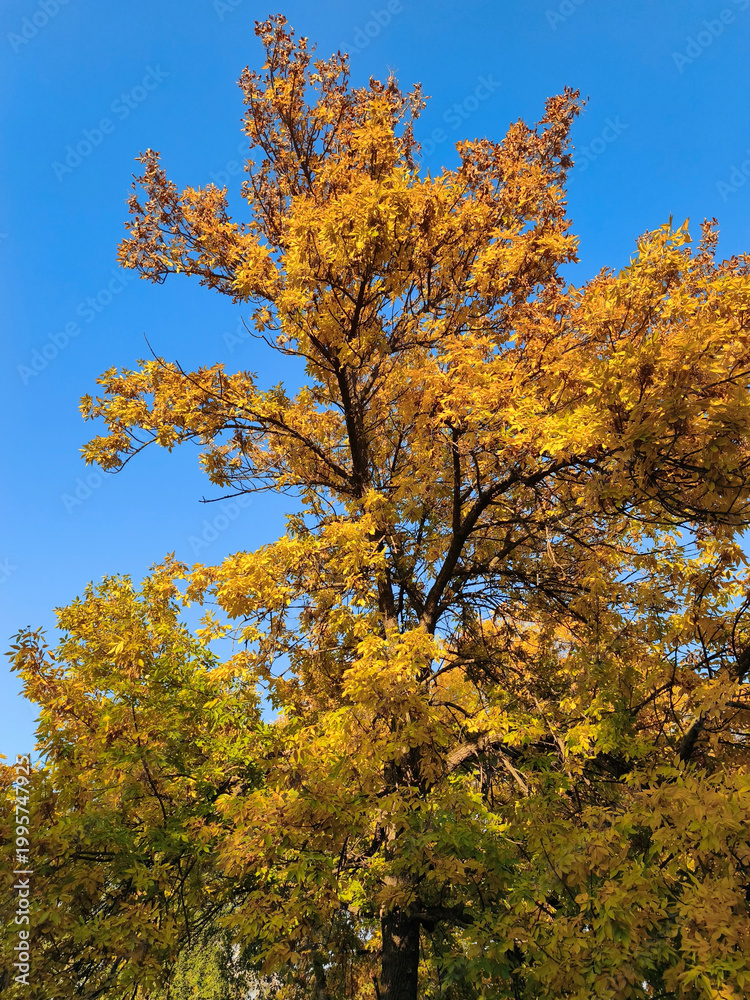 Fototapeta premium golden ash tree in autumn colors
