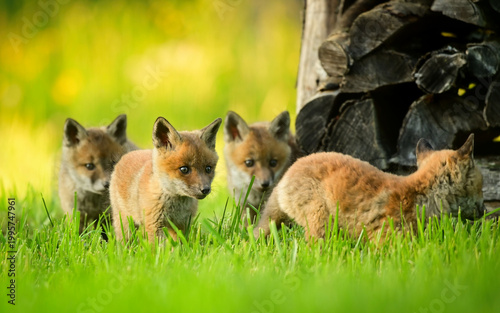 4 Baby Füchse spielen vor einem Holzstapel
