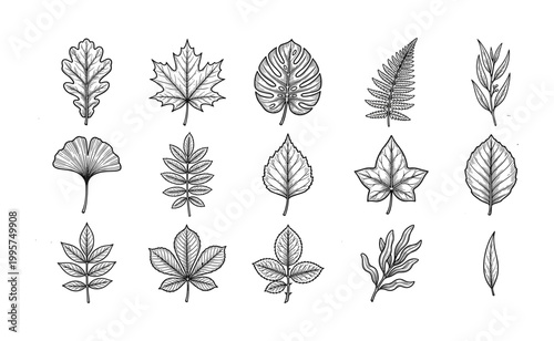 Set of diverse botanical leaves in hand drawn line art style.