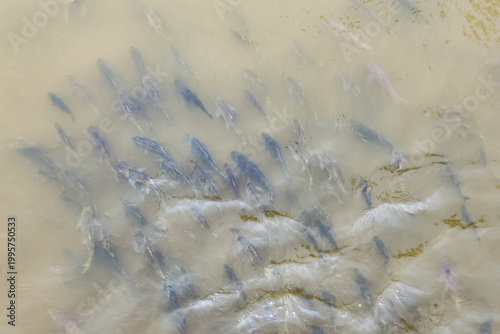 Photography Large school of fish swimming in murky yellow water creating ripples and splashe