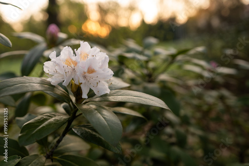 Białe kwiaty rododendrona w ciepłym świetle, wiosenna fotografia przyrodnicza