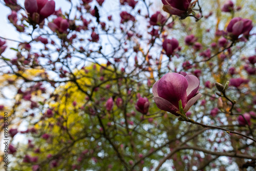 Kwitnące magnolie w parku w Pszczynie, wiosenny krajobraz w ciepłym świetle