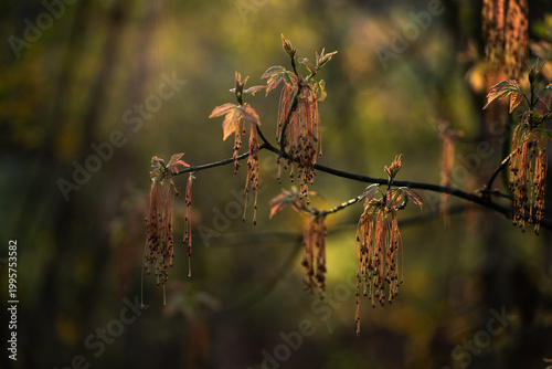 Młode wiosenne liście na drzewach w ciepłym porannym świetle