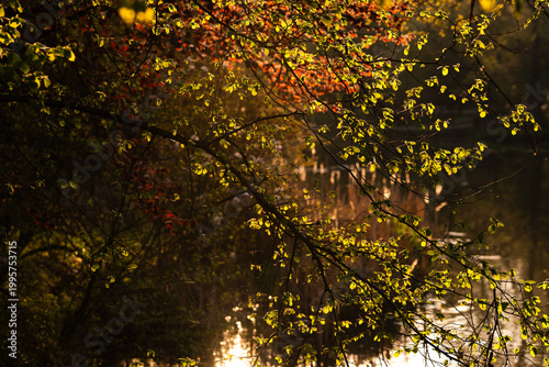 Park w Pszczynie wiosną o poranku, ciepłe światło słoneczne i świeża zieleń