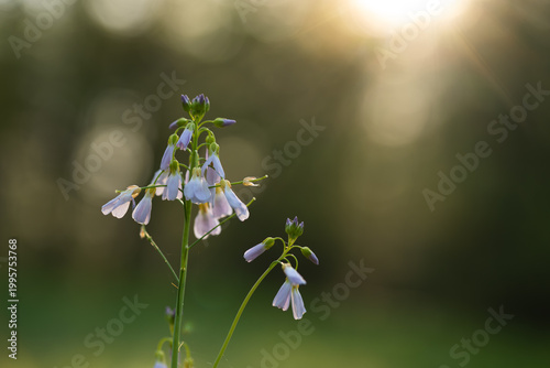 Wiosenne kwiaty w ciepłym porannym świetle, naturalna fotografia przyrodnicza