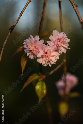 Kwiaty wiśni Kanzan w ciepłym świetle, wiosenne zbliżenie kwiatów