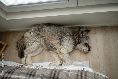 Fotografía Fluffy dog sleeping on wooden floor near window in cozy home interior