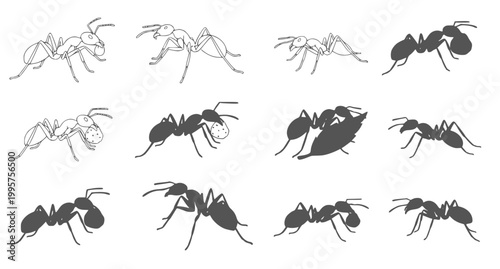 Detailed collection of ant silhouettes and line art illustrations showing foraging behaviors and anatomical features for scientific posters and pest management service advertisements designs