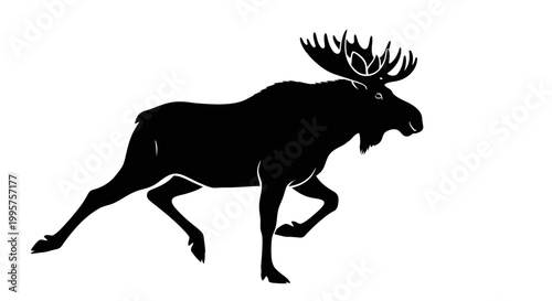 Silhouette of a majestic moose with large antlers walking in motion