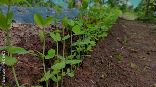 Green pea plant in the garden footage