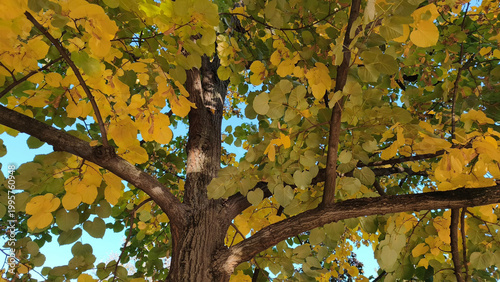 branches of common lime tree in autumn colors