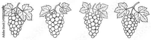 High quality vector of four hand drawn sketches of grape bunches with leaves, .