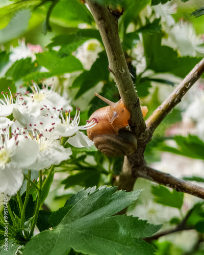 A close-up of a garden snail on a white-flowered hawthorn branch. Soft natural lighting highlights the snail's texture and the delicate spring bloom. 