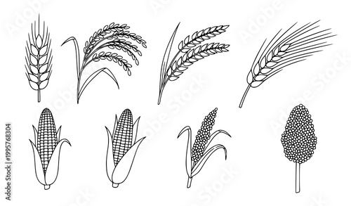 Grain plants doodle icons vector cereals agriculture line art set