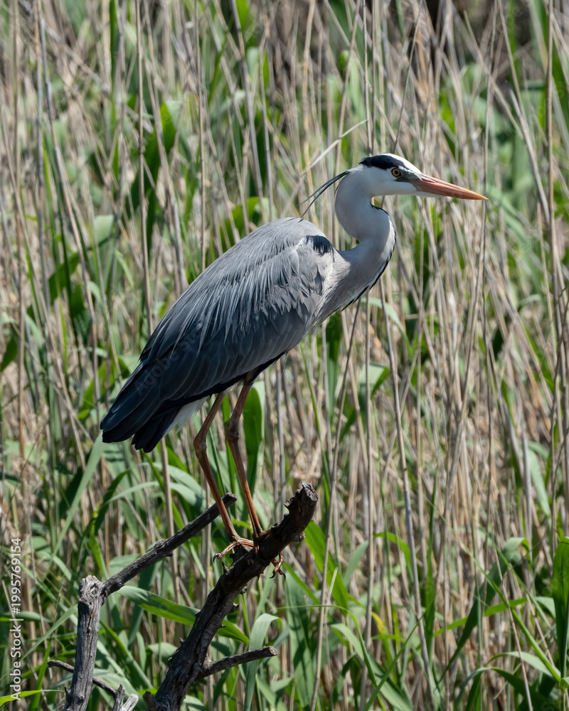 Fototapeta premium great blue heron ardea cinerea