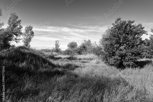 Wild grassy landscape with trees under open sky in black and white
