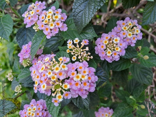 Canvas-taulu Lantana camara or wild sage is flowering plant in verbena family, widely grown a