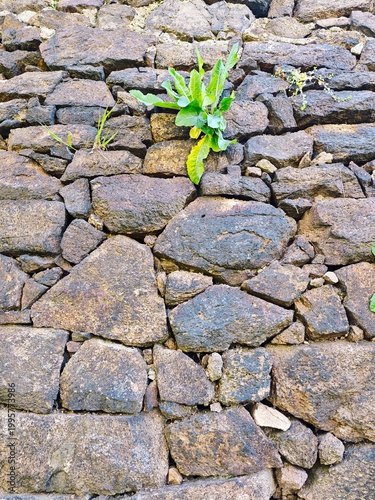 Feldsteinwand mit Pflanze