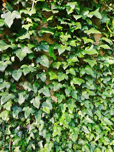 Efeu an Wand, textur