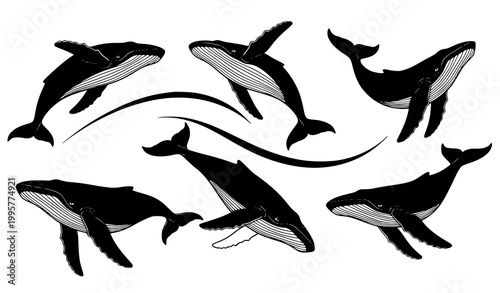 Humpback whale silhouette vector set with six dynamic ocean animal poses isolated on white background