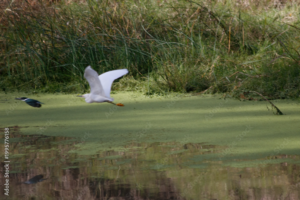 Fototapeta premium seagull flying over the field