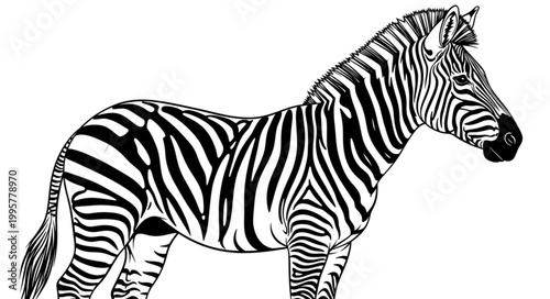 A detailed illustration of a zebra standing gracefully.